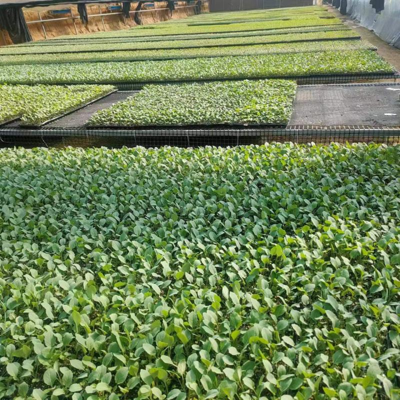 有机菜花苗，基地发货一手货源欢迎客商电话订货