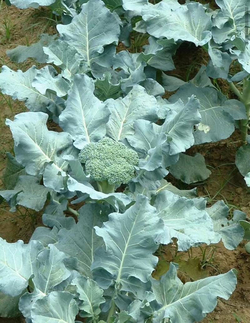 有机菜花苗，基地发货一手货源欢迎客商电话订货
