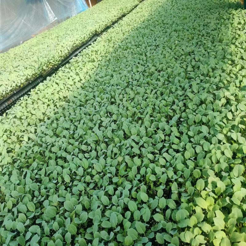 有机菜花苗，基地发货一手货源欢迎客商电话订货