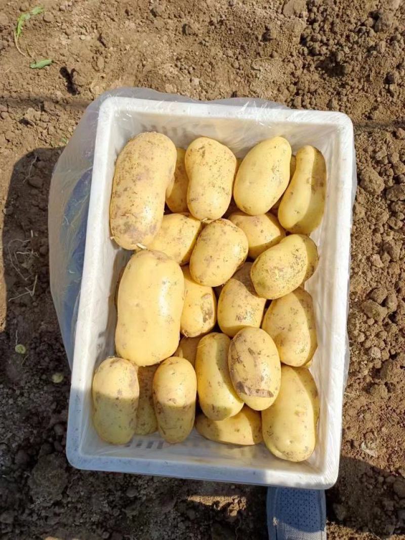 徐州丰县陈土豆雪川红供应基地货源诚信经营欢迎致电