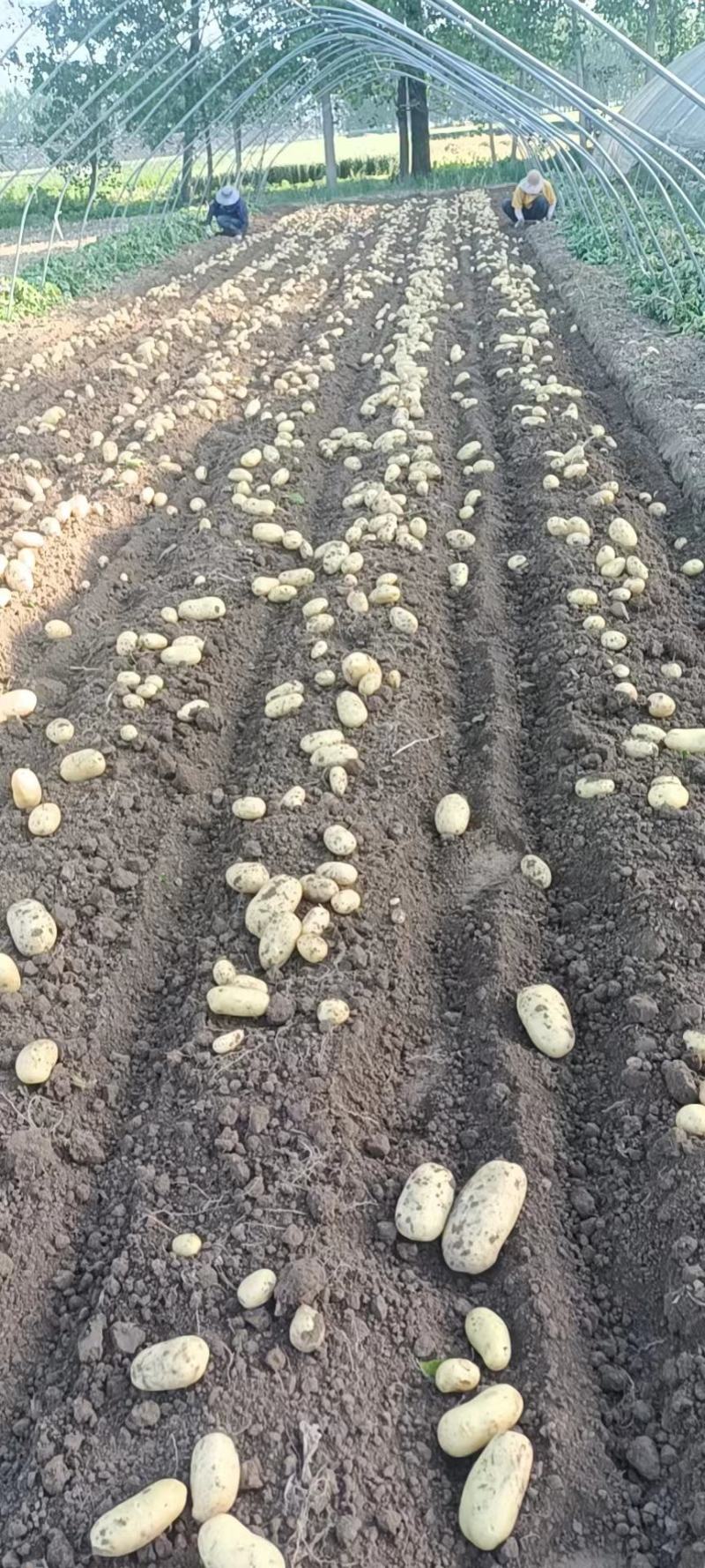 徐州丰县陈土豆雪川红供应基地货源诚信经营欢迎致电