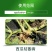 绿亨效悠98%恶霉灵根腐病烂根立枯病猝倒病枯萎病土壤消
