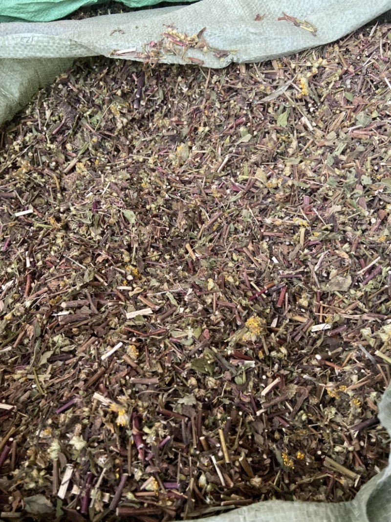 野生一枝黄花新鲜干货黄花草中草药老虎尿中药材批发价