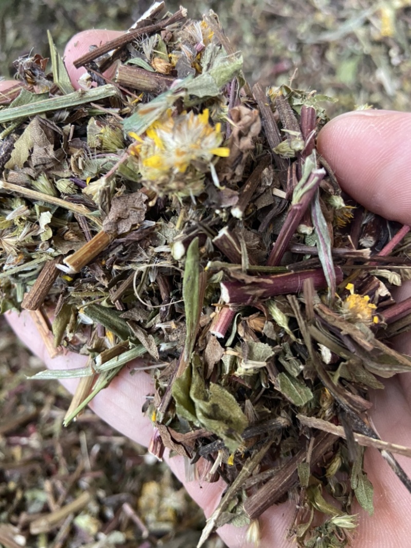 野生一枝黄花新鲜干货黄花草中草药老虎尿中药材批发价