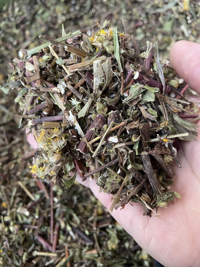 野生一枝黄花新鲜干货黄花草中草药老虎尿中药材批发价