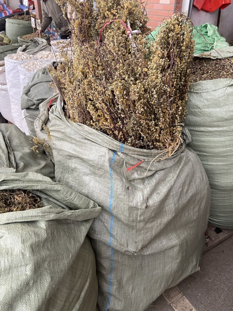 野生一枝黄花新鲜干货黄花草中草药老虎尿中药材批发价