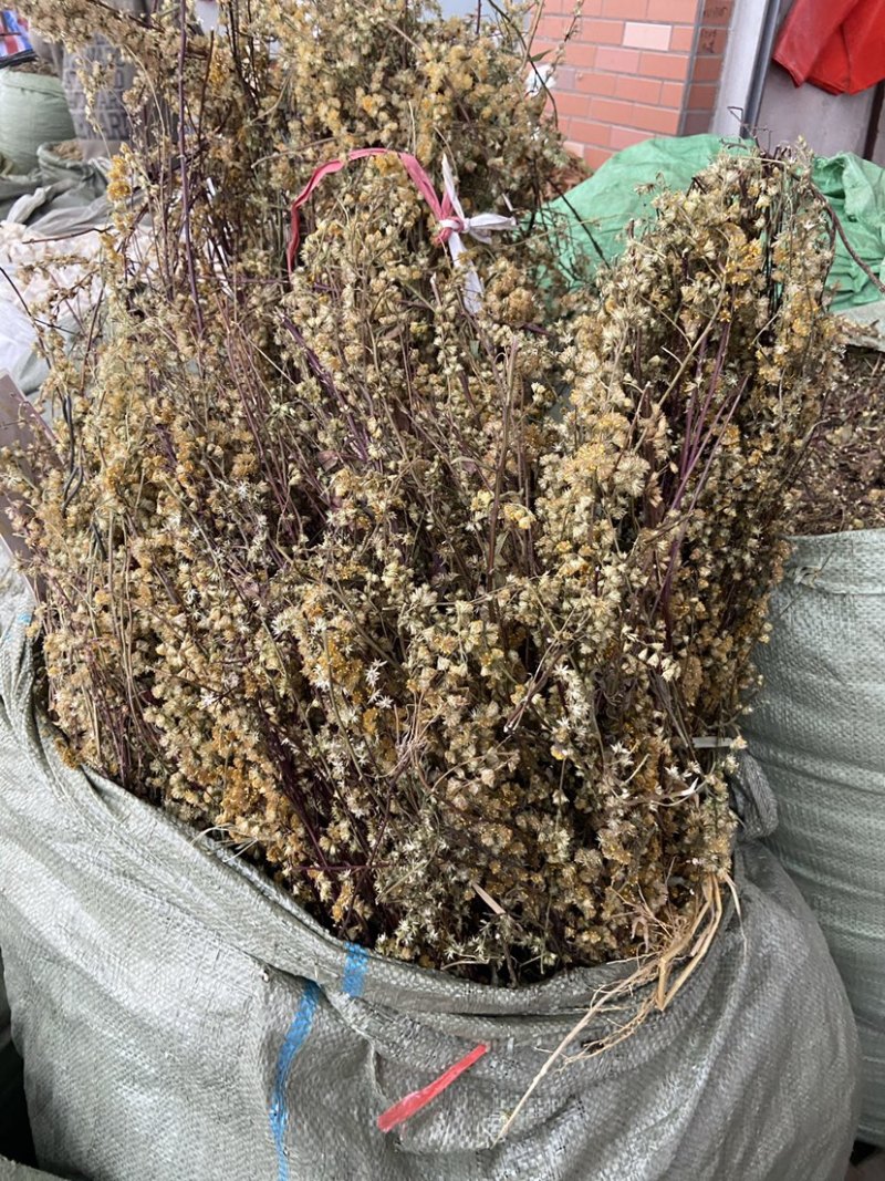 野生一枝黄花新鲜干货黄花草中草药老虎尿中药材批发价