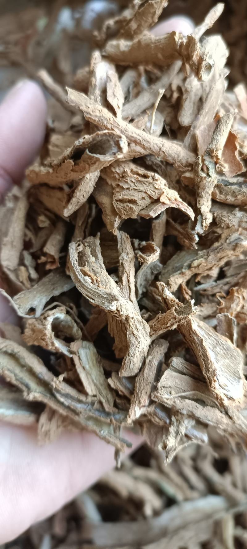 地骨皮，水洗地骨皮，规格齐全，欢迎各位老板看货下单