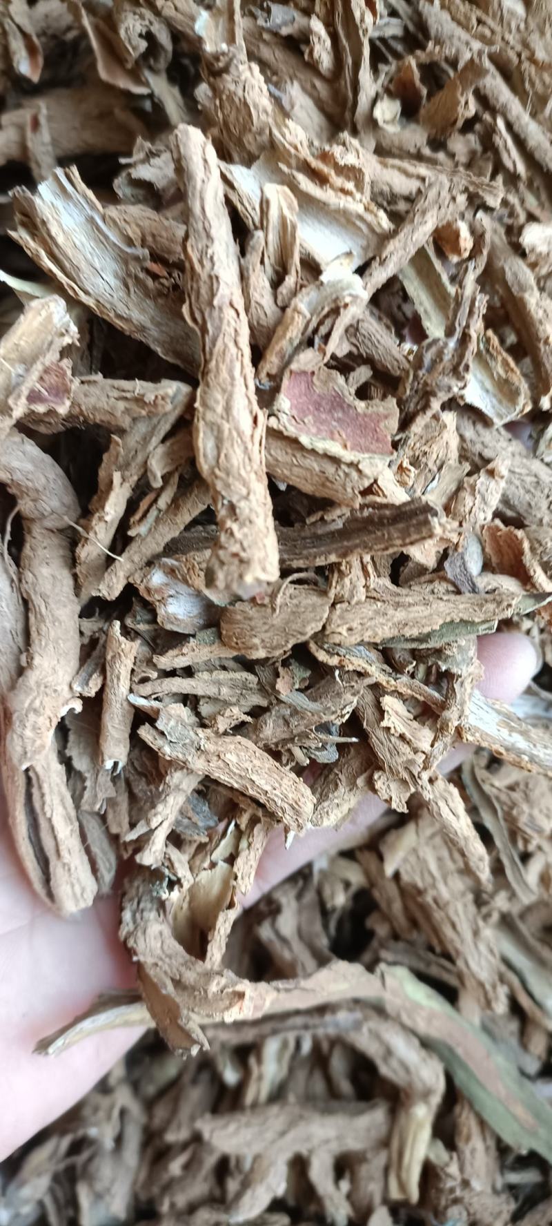 地骨皮，水洗地骨皮，规格齐全，欢迎各位老板看货下单