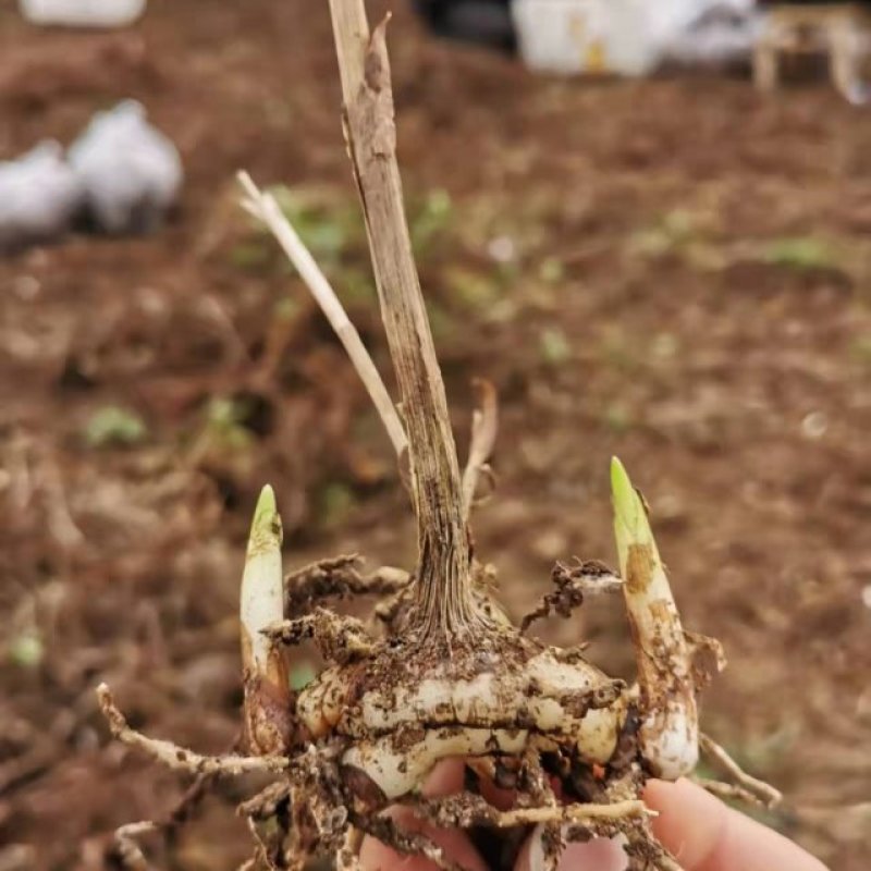 紫花三叉大白芨,紫花宽叶白芨苗,带芽块茎,免费技术服务。