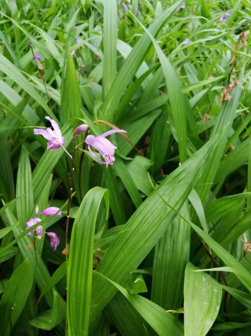 紫花三叉大白芨,紫花宽叶白芨苗,带芽块茎,免费技术服务。