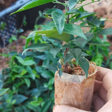 小叶牛大力力一年老苗