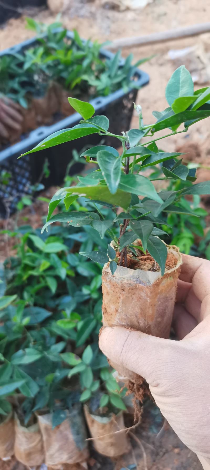 小叶牛大力力一年老苗