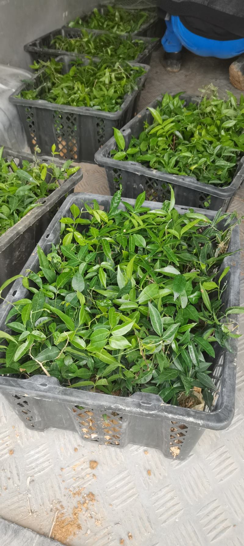 小叶牛大力力一年老苗