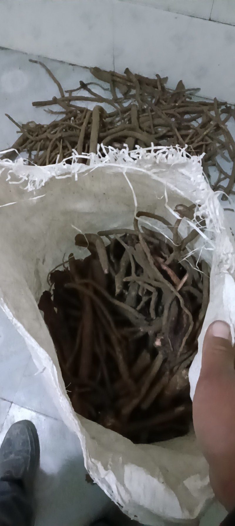 纯野生马刺根