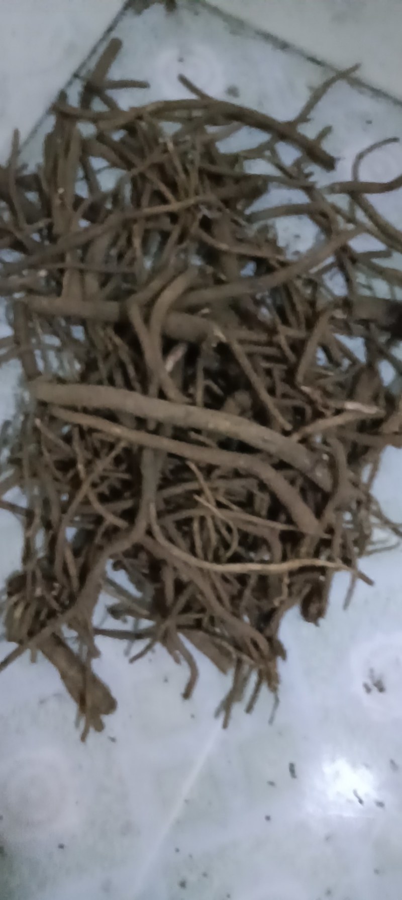 纯野生马刺根