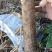 纯野生马刺根