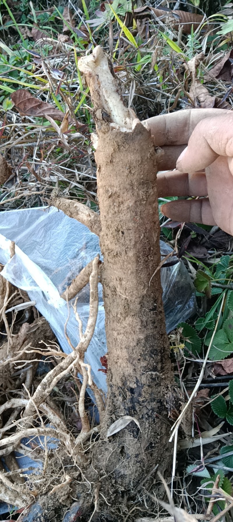 纯野生马刺根