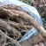 纯野生马刺根