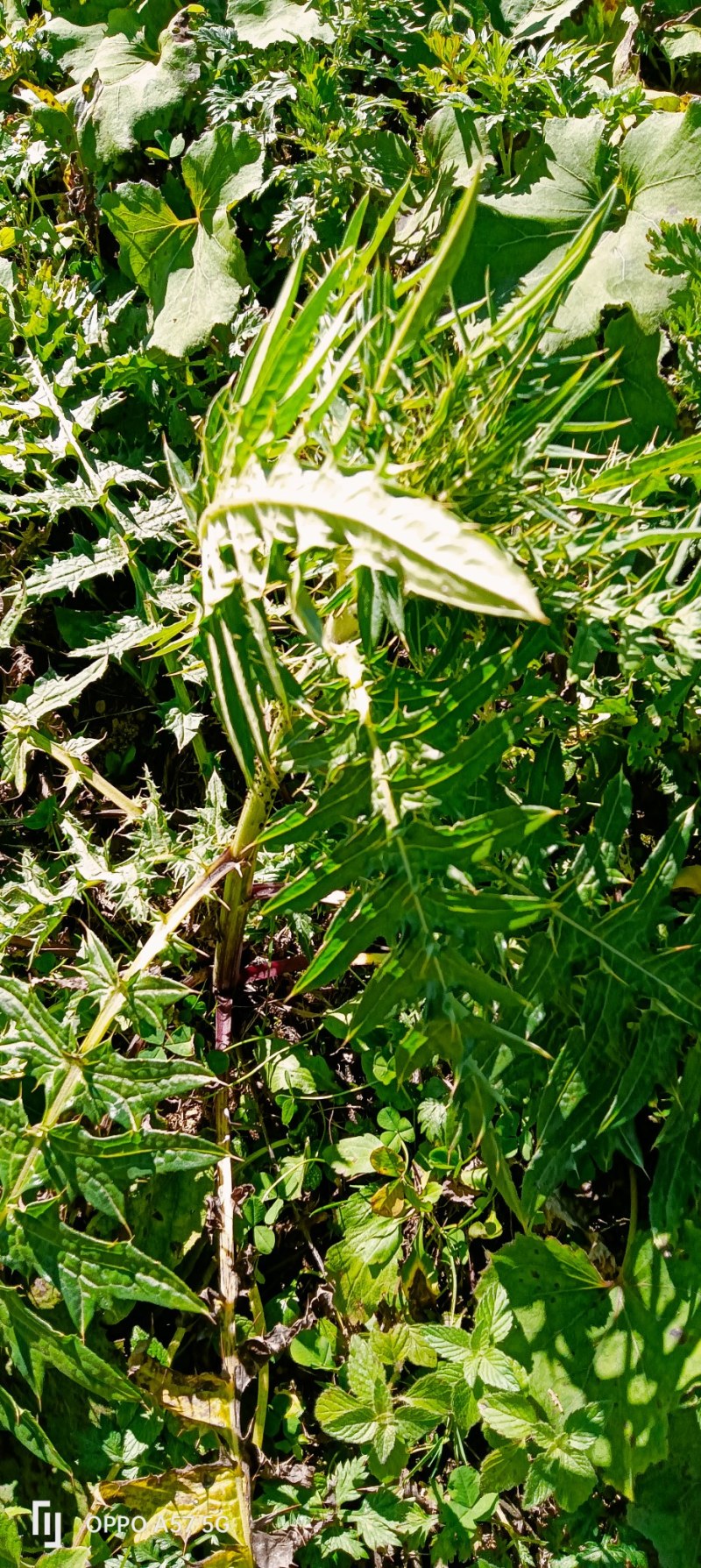 纯野生马刺根