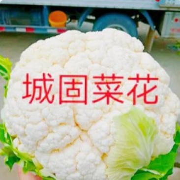 【陕西汉中菜花】乳白紧花产地直供2一4斤全国代发视频看货