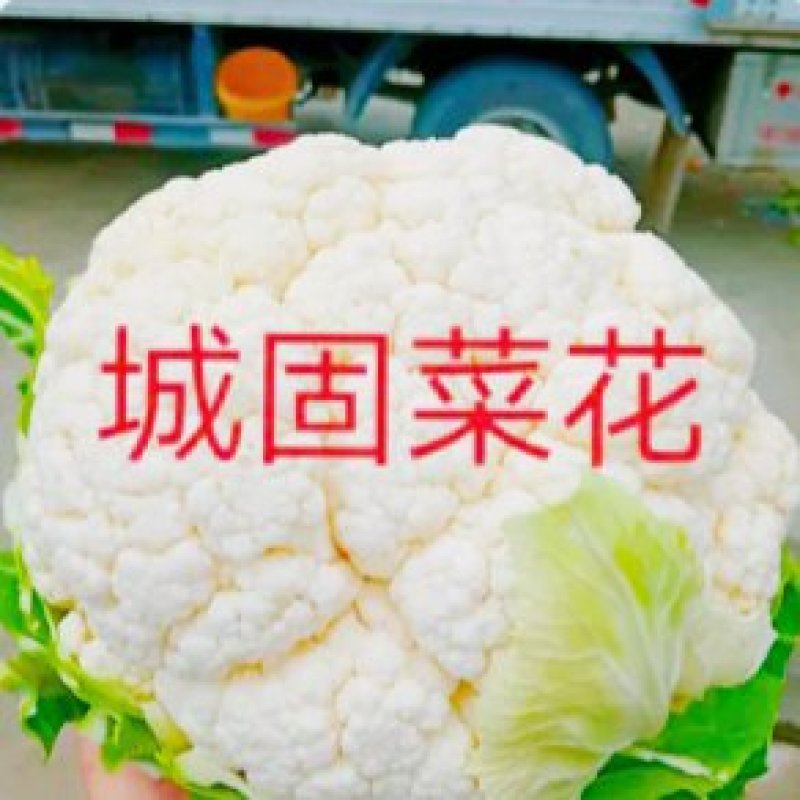 【陕西汉中菜花】乳白紧花产地直供2一4斤全国代发视频看货