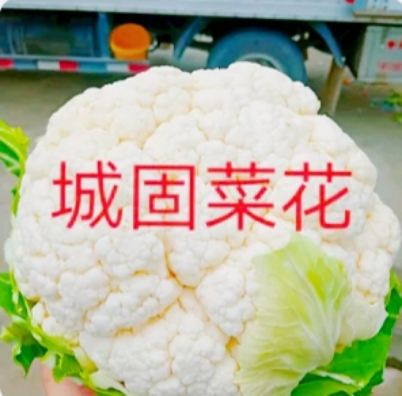 【陕西汉中菜花】乳白紧花产地直供2一4斤全国代发视频看货