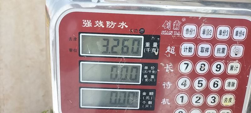 河南圆叶，尖叶莴笋产地直发，大量上市全国供应
