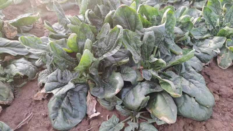 菠菜市场价格走势