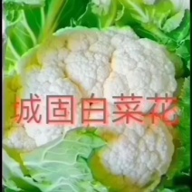 【陕西汉中菜花】乳白紧花产地直供商超加工保正质量全国发货