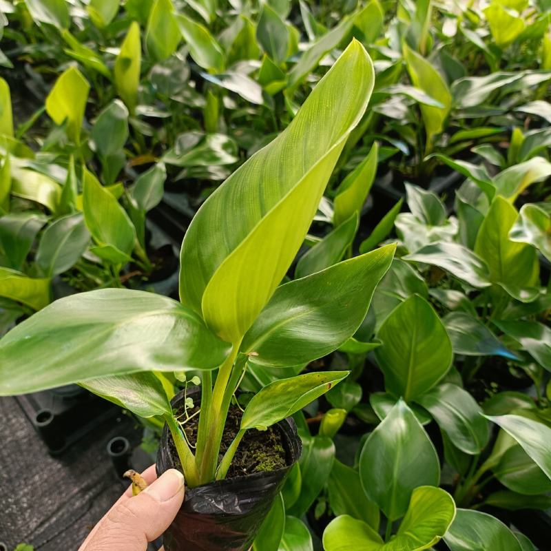 花卉盆栽，观叶植物，观花植物，白花天堂鸟