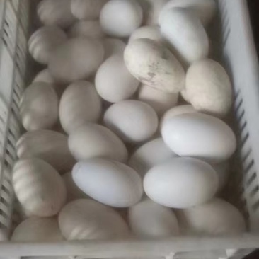 种鹅蛋