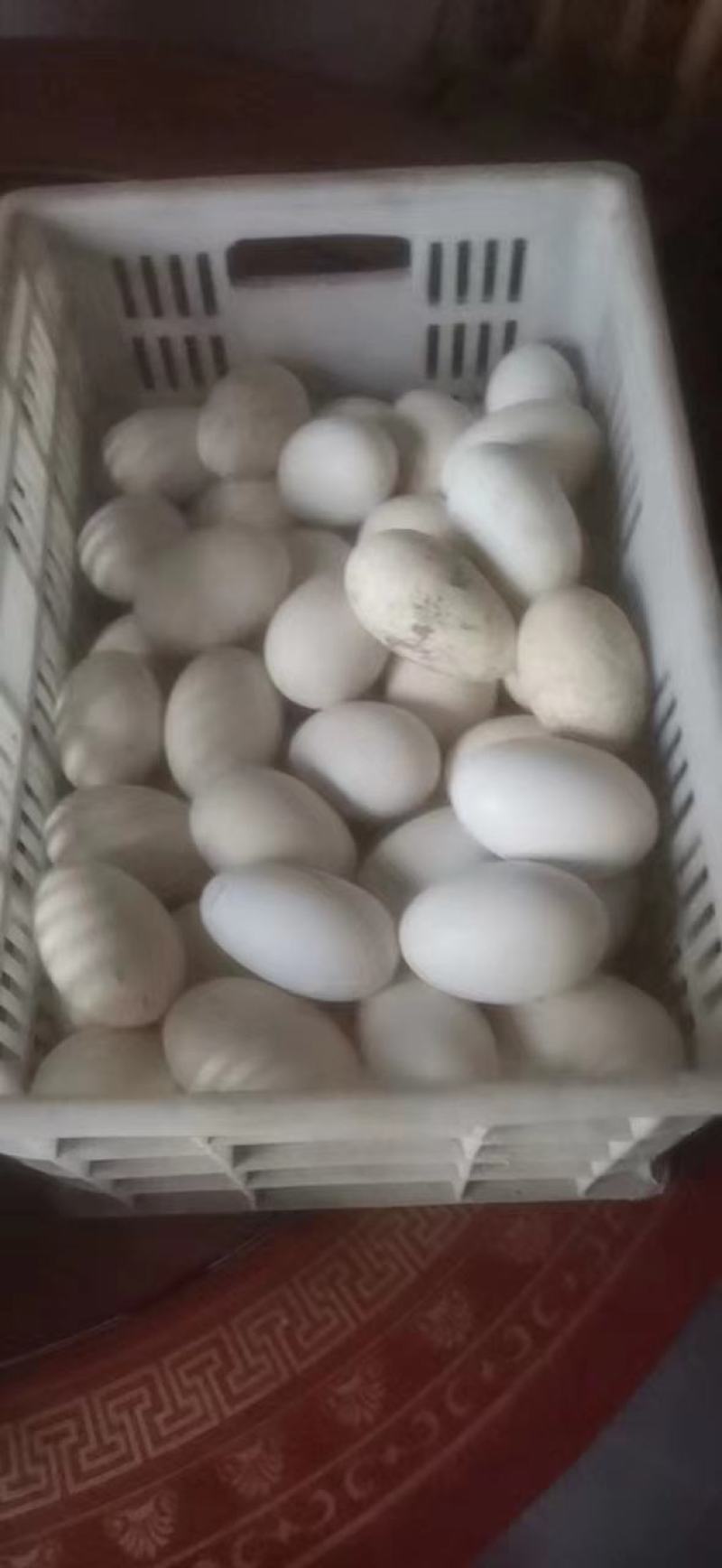 种鹅蛋