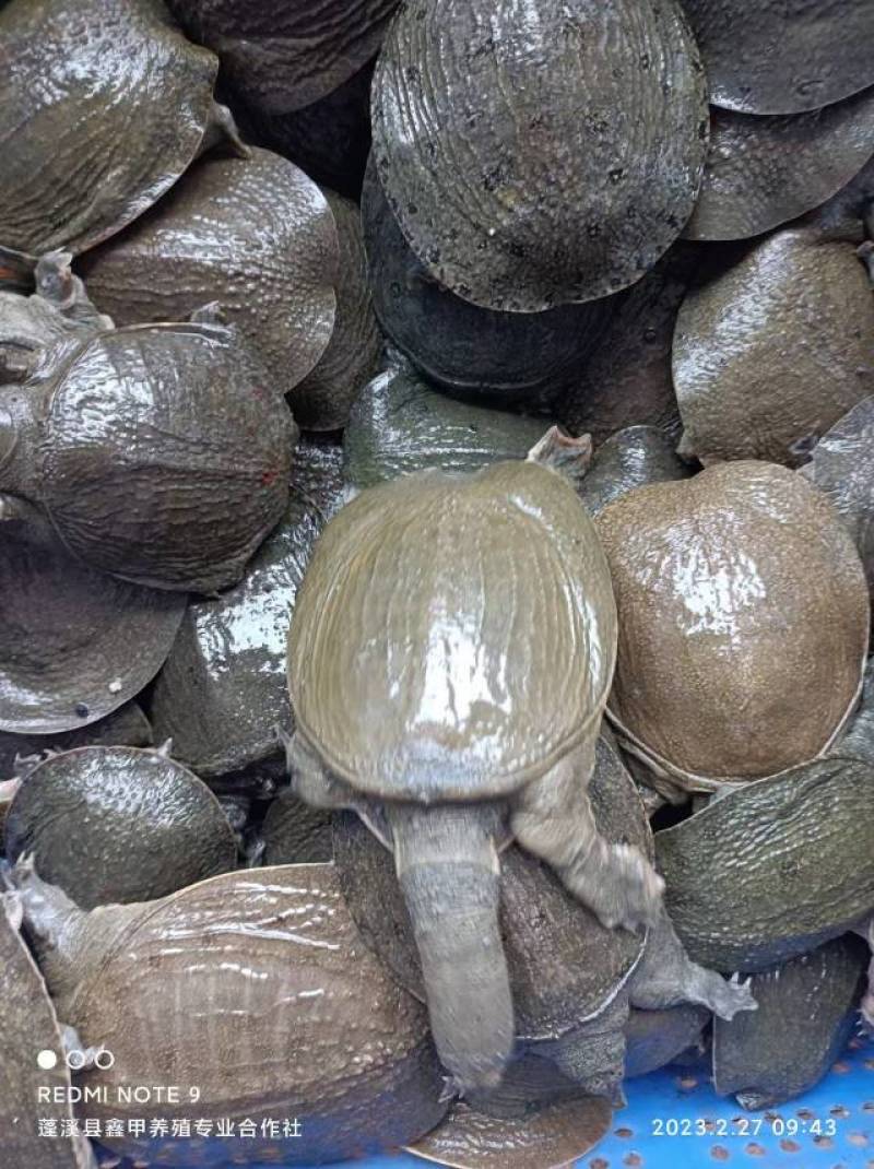 外塘中华甲鱼苗2两左右，好养易活，水库鱼塘混养。