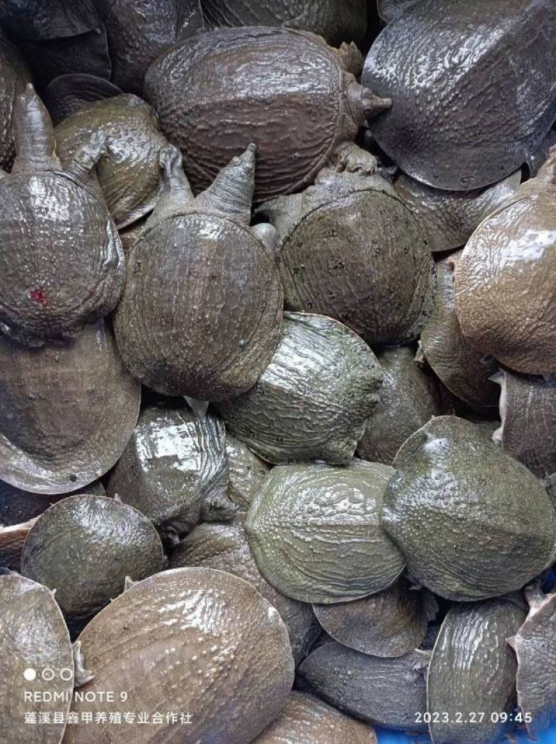 外塘中华甲鱼苗2两左右，好养易活，水库鱼塘混养。