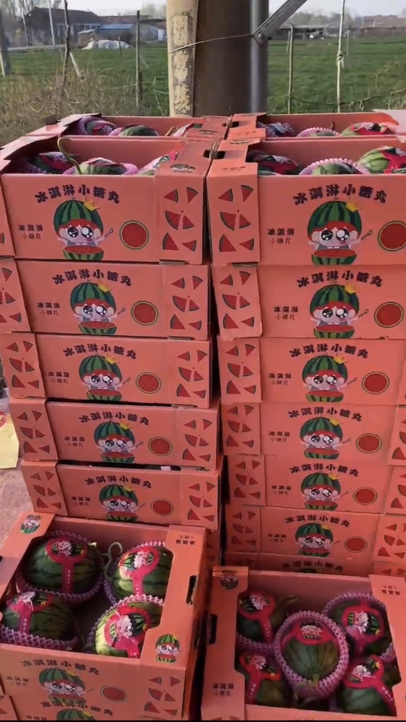 全美2K西瓜潍坊2K蓝籽冰糖籽