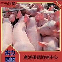 大型猪场常年供应优良仔猪【防疫到位专车运输】