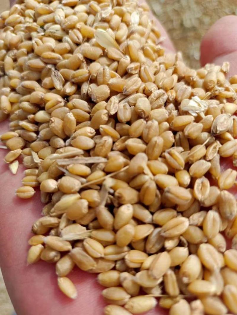 徐州丰县小麦大量上市，货源充足，量大从优品质保障欢迎选购