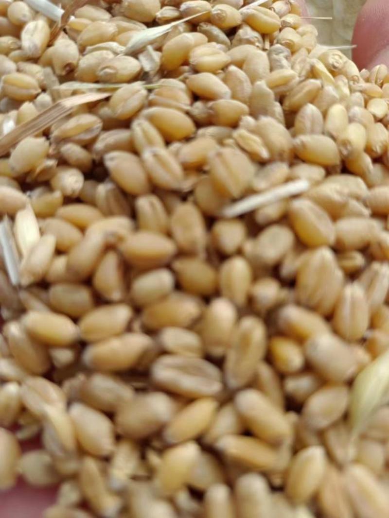 徐州丰县小麦大量上市，货源充足，量大从优品质保障欢迎选购