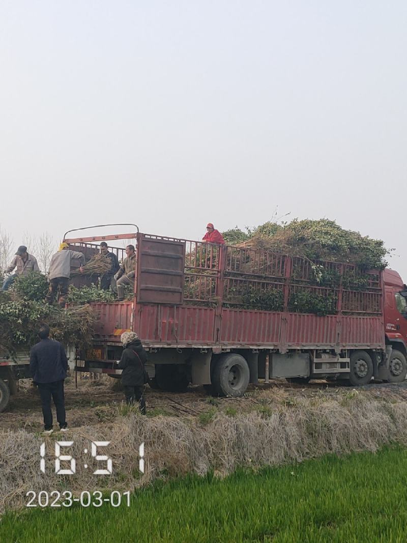 1公分大叶女贞苗出售，女贞苗，支持线上保障交易