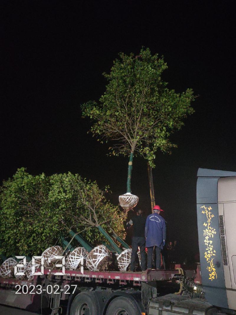 10公分香橼树（泡柑树）湖北香橼，支持线上保障交易