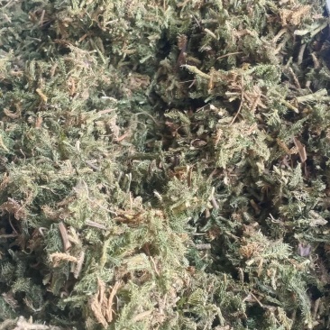 【伸筋草】产地云南.一手货源大货供应.规格齐全量大优惠