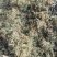 【伸筋草】产地云南.一手货源大货供应.规格齐全量大优惠