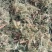 【伸筋草】产地云南.一手货源大货供应.规格齐全量大优惠