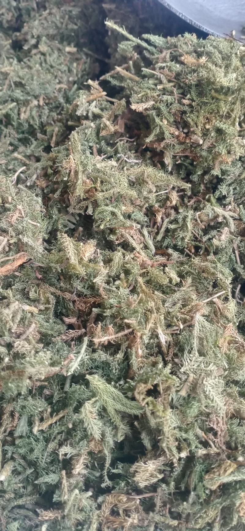 【伸筋草】产地云南.一手货源大货供应.规格齐全量大优惠