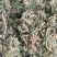 【伸筋草】产地云南.一手货源大货供应.规格齐全量大优惠