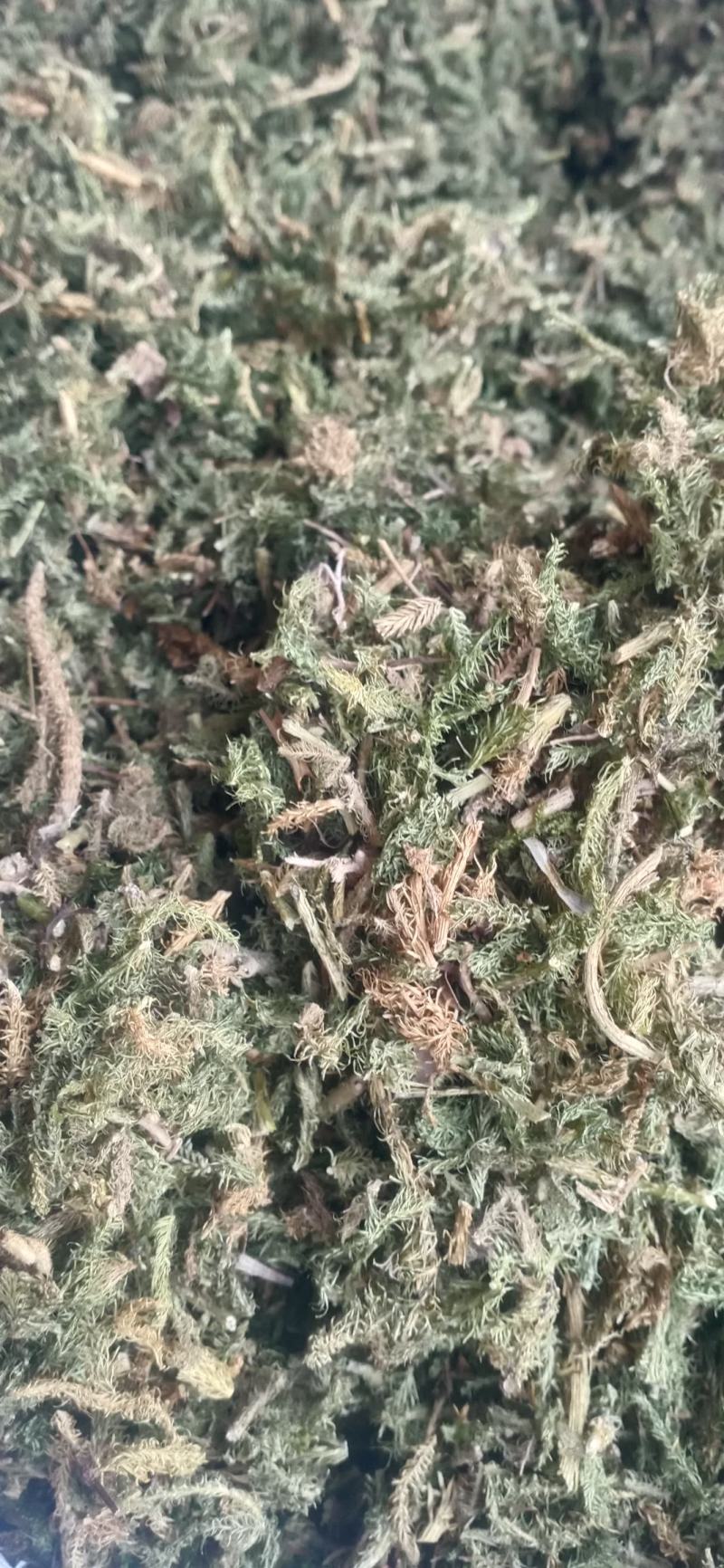 【伸筋草】产地云南.一手货源大货供应.规格齐全量大优惠