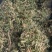 【伸筋草】产地云南.一手货源大货供应.规格齐全量大优惠