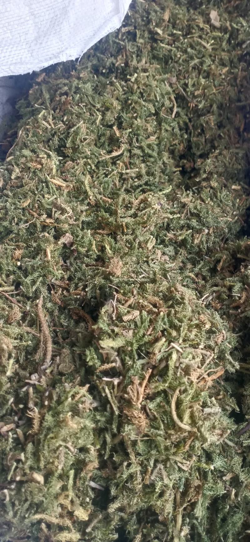 【伸筋草】产地云南.一手货源大货供应.规格齐全量大优惠
