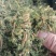 【伸筋草】产地云南.一手货源大货供应.规格齐全量大优惠